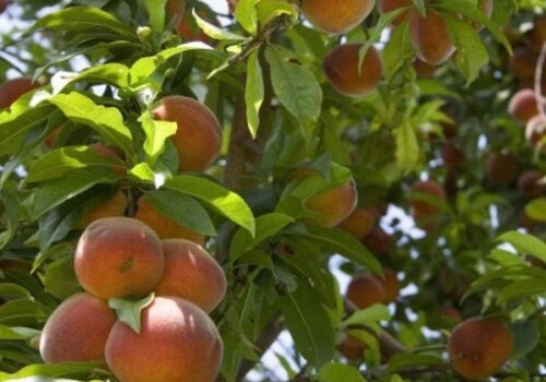 От Белой леди до Золота пустыни: Топ-10 необычных персиков (Фото)