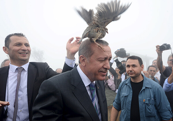 На открытии мечети Эрдогана атаковала птица (Фото-Видео)