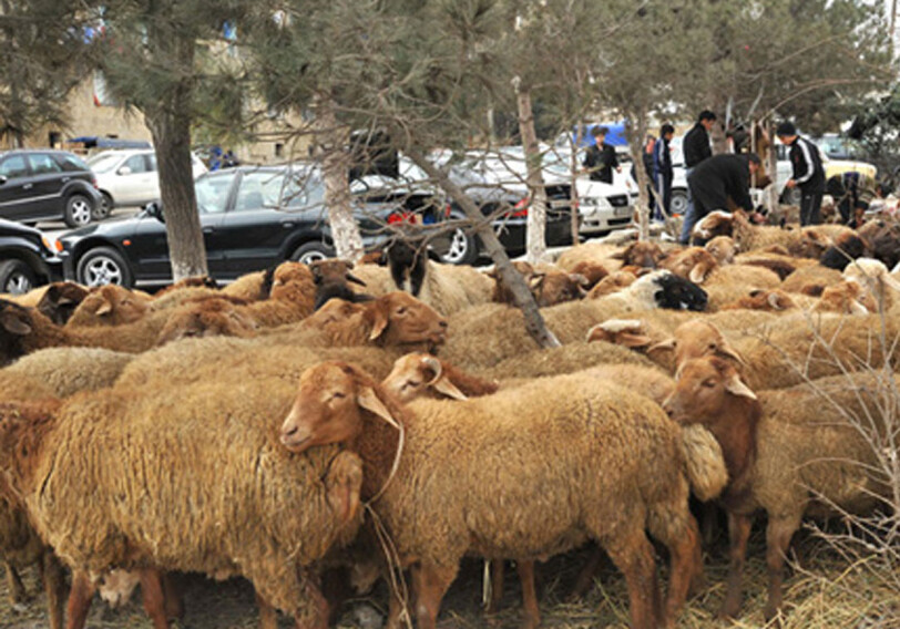 В Баку будет организована продажа жертвенных животных по низкой цене