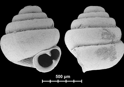 Самые крошечные улитки в мире обнаружены в Китае