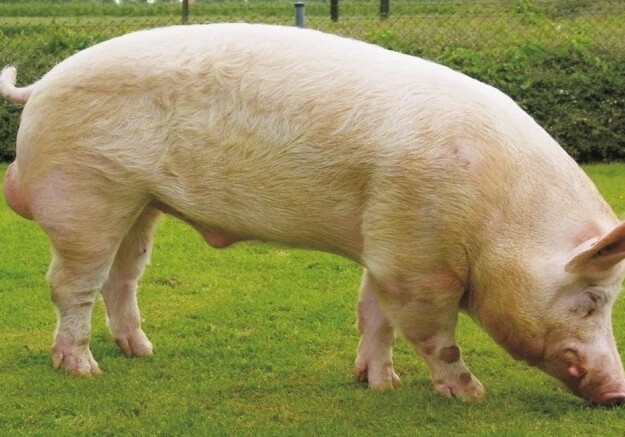 Редактор ДНК помог ученым полностью «очеловечить» органы свиней