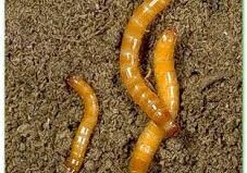 Ученые обнаружили, что личинки червя могут привести к развитию рака