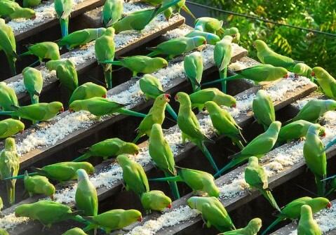 62-летний индиец заботится о 4 тысячах зеленых попугаев (Фото)