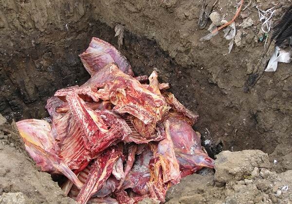 В Сумгайыте уничтожена крупная партия некачественного мяса (Фото)