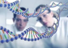 Названы главные ответственные за продолжительность жизни гены