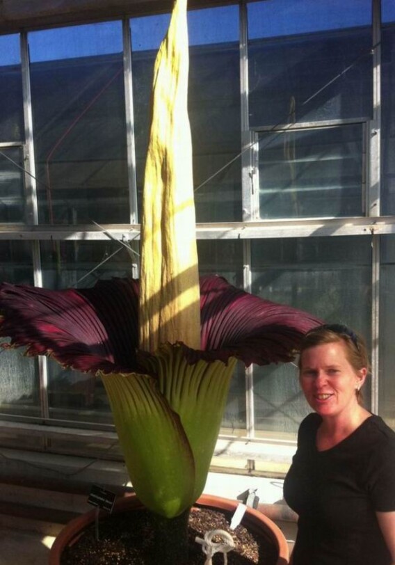 В Австралии зацвел редкий «трупный цветок» (Фото)