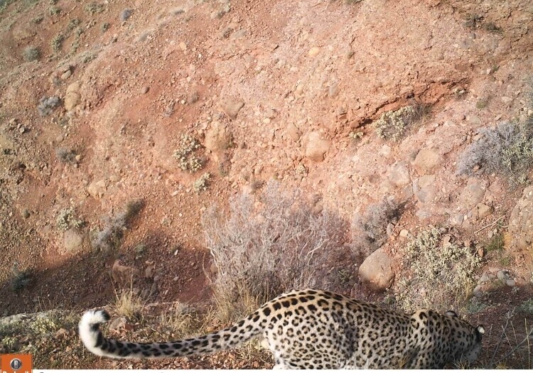 В Нахчыване обнаружен еще один леопард (Фото)