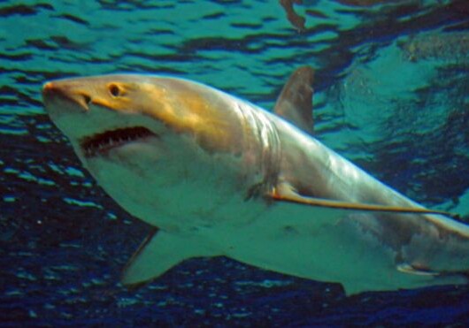 Пойманная японскими рыбаками акула умерла после трех дней в неволе