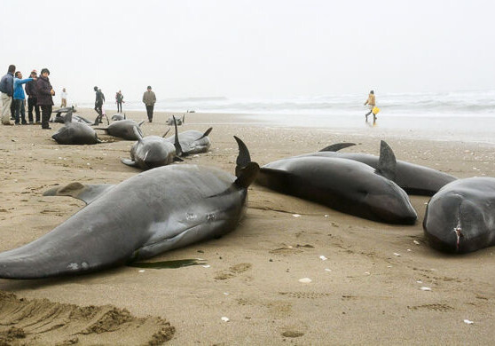 На берег в Индии выбросились 100 дельфинов