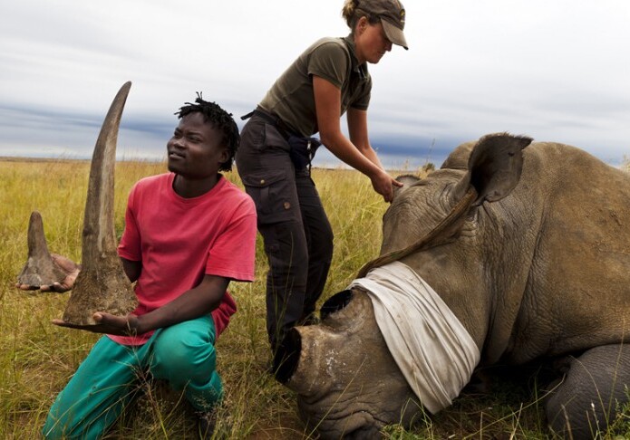 Без рога, но живые. Как спасти носорогов? (Видео)