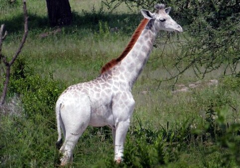 Редкий белый жираф замечен в Танзании