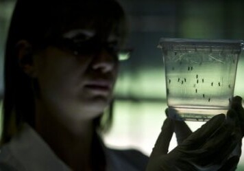 Немецкие ученые разработали первый тест на вирус Зика