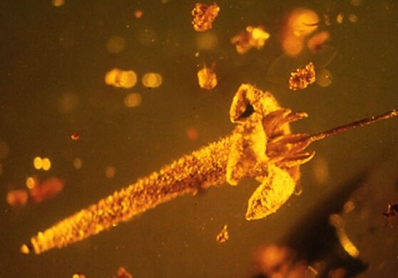 Ученые обнаружили в янтаре новый вид цветка