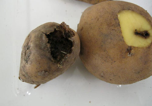 Азербайджан вернул Ирану около 50 т импортного «зараженного» картофеля