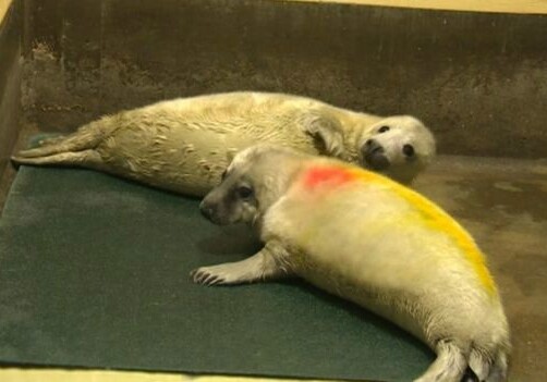 В Британии подтверждено первое в мире рождение тюленей-двойняшек