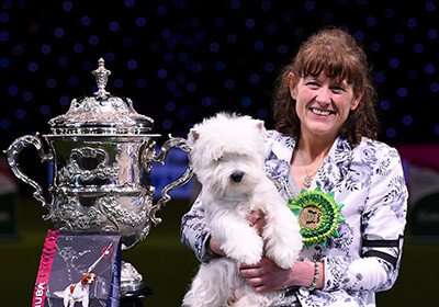 На британском дог-шоу из 22 тысяч собак выбрали лучшую (Видео)