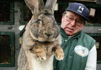 Самые большие кролики в мире найдены в США