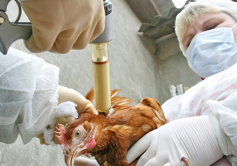 В Азербайджане пройдет мониторинг по выявлению «птичьего гриппа»