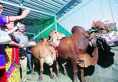 В Индии на свадьбу быка и коровы потратили $27 тысяч 