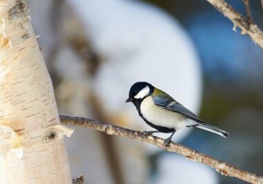Орнитологи обнаружили способность птиц составлять предложения