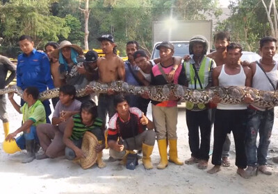 В Малайзии умерла самая длинная в мире змея