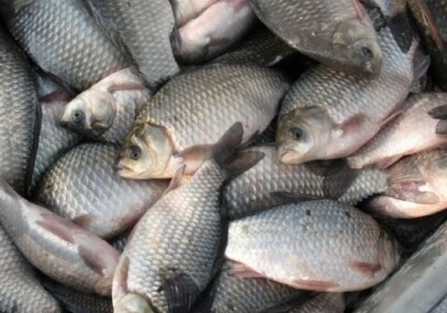 В рыбе обнаружили разрушающие иммунитет человека вещества