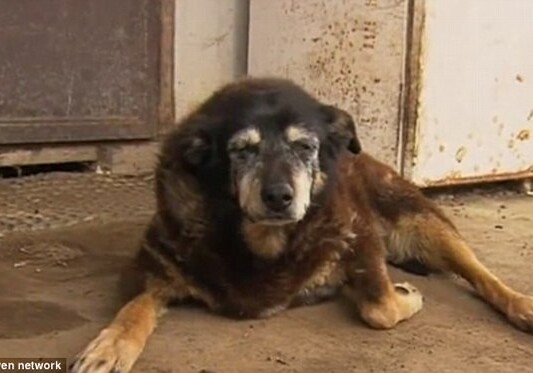 Умерла самая старая в мире собака