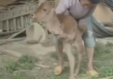 В Китае родился двуногий теленок (Видео)