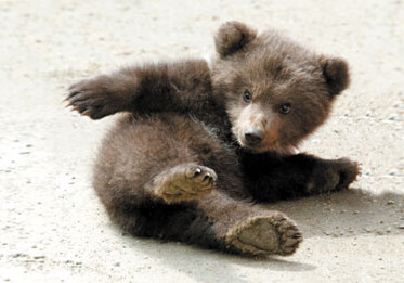 На улице в Баку обнаружен медвежонок