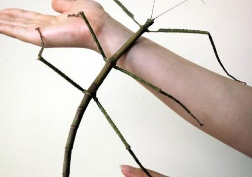 Ученые: В Китае нашли самое длинное насекомое в мире 