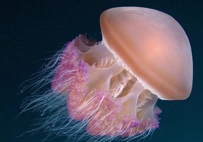 Белки-мутанты из медуз вылечат наследственные болезни
