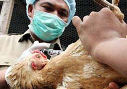 «Птичьего гриппа» в Азербайджане не выявлено – Госслужба ветконтроля