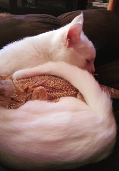 Необычная дружба кота и бородатой агамы (Фото-Видео)