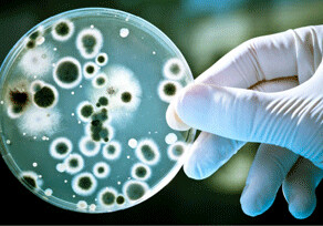 В США нашли «cупербактерию», устойчивую ко всем антибиотикам