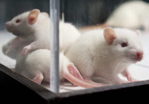 Ученые из США доказали возникновение у крыс рака из-за сотовой связи