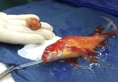 Британские медики удалили опухоль с головы золотой рыбки