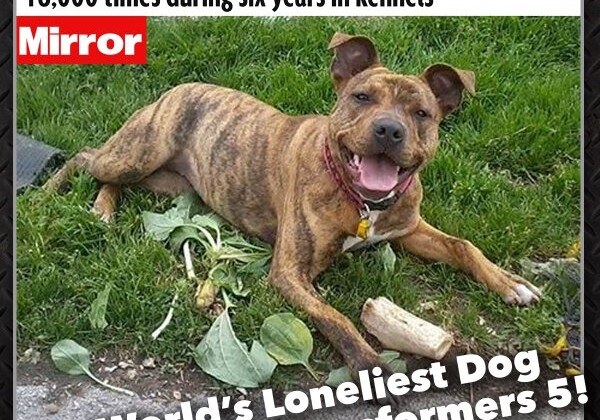 Самая одинокая собака Британии получила роль в «Трансформеры 5»