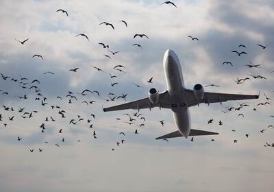 Самолет Баку-Стамбул столкнулся со стаей птиц: рейс задерживается