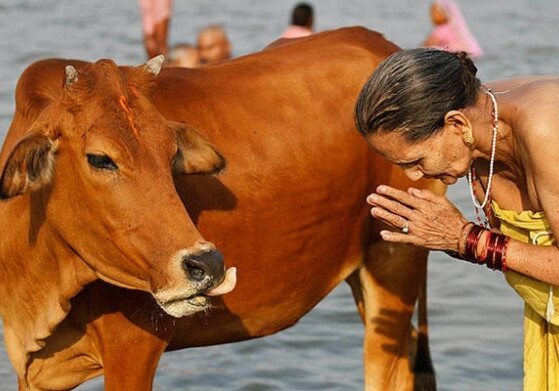 В Индии хотят создать министерство коров