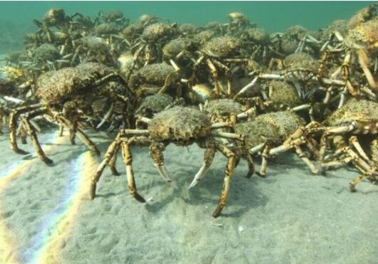 У берегов Австралии собрались полчища гигантских крабов