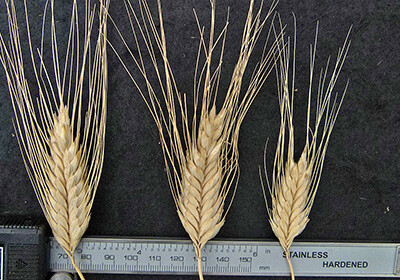 Зандури, спельта и полуполба сменят в будущем пшеницу