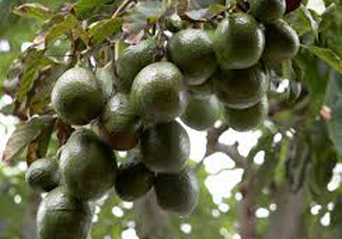 Выявлено более тонны авокадо, зараженных грибковой болезнью - в Азербайджане