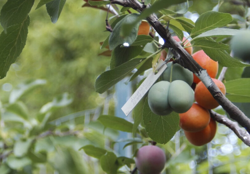 40 видов фруктов на одном дереве (Фото-Видео)