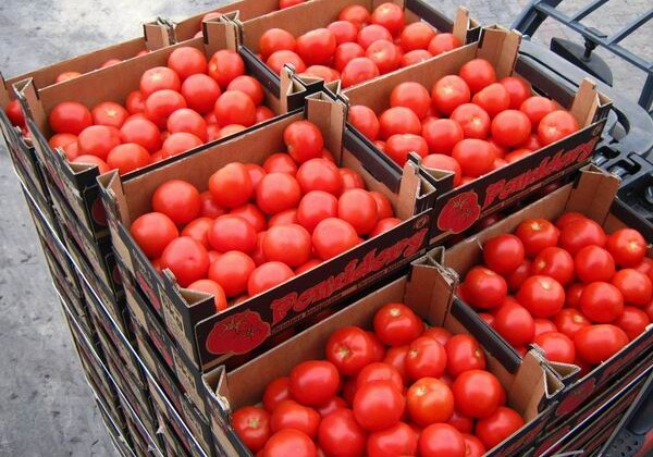 Уничтожено 500 кг помидоров с высоким содержанием инсектицида