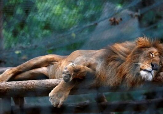 В венесуэльском зоопарке 50 животных умерли от голода