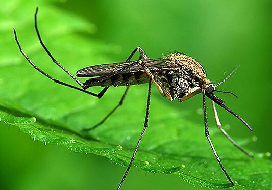 На Каймановых островах выпустили ГМО-комаров для борьбы с вирусом Зика