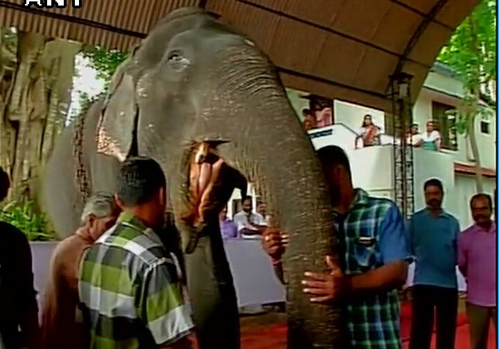В Индии устроили праздник для «Бабушки-слонихи»