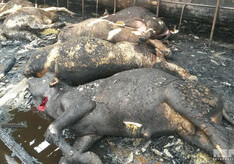 В Агджабеди загорелось стойло: погибло 20 голов крупного рогатого скота (Фото)