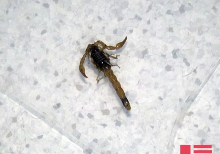 Факты укусов насекомых в Шамахе и Джалилабаде: 14-летняя девочка умерла 