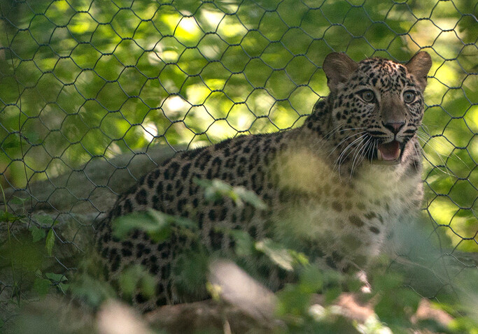 Россия и Азербайджан создадут резерват для восстановления популяции леопарда на Кавказе